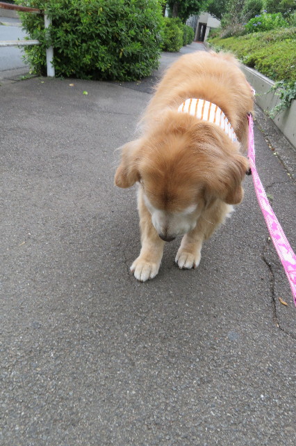 ファイル 6296-1.jpg