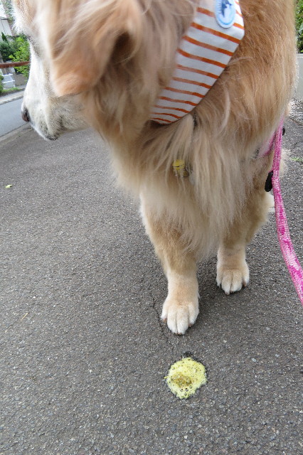 ファイル 6296-2.jpg