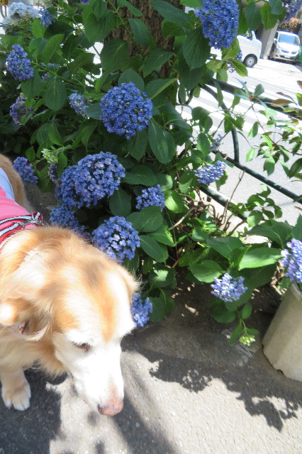 ファイル 6299-2.jpg