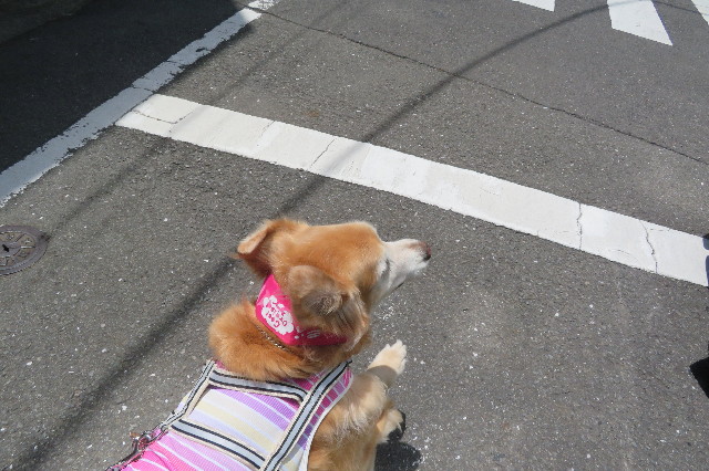 ファイル 6308-3.jpg