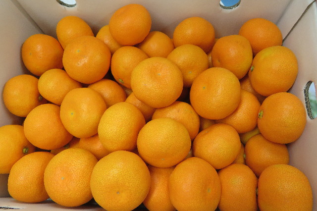 ファイル 6309-2.jpg