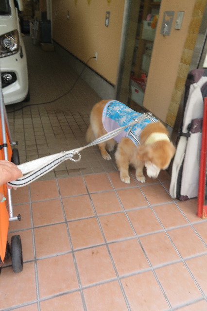 ファイル 6312-1.jpg