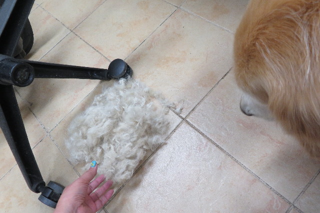 ファイル 6313-1.jpg