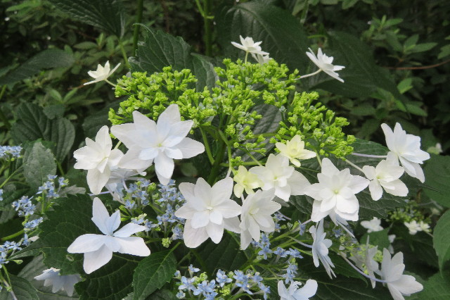 ファイル 6315-2.jpg