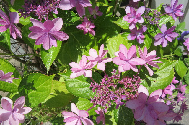 ファイル 6315-3.jpg