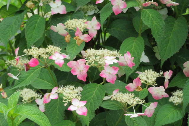 ファイル 6315-4.jpg