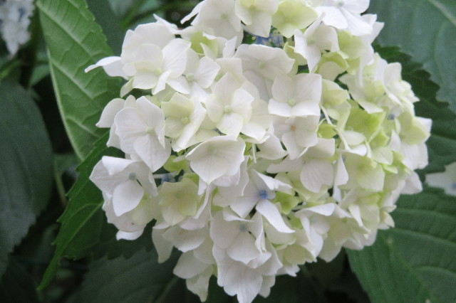 ファイル 6316-1.jpg