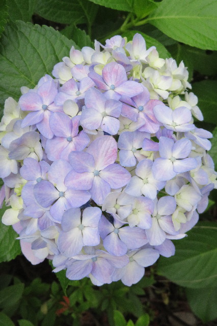 ファイル 6316-3.jpg