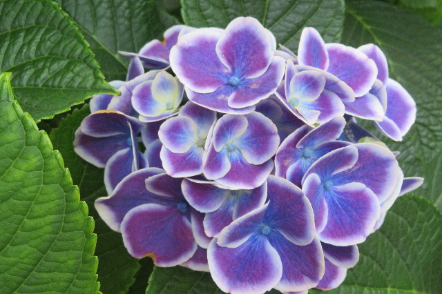 ファイル 6316-5.jpg