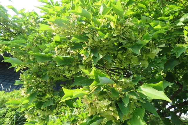 ファイル 6317-1.jpg