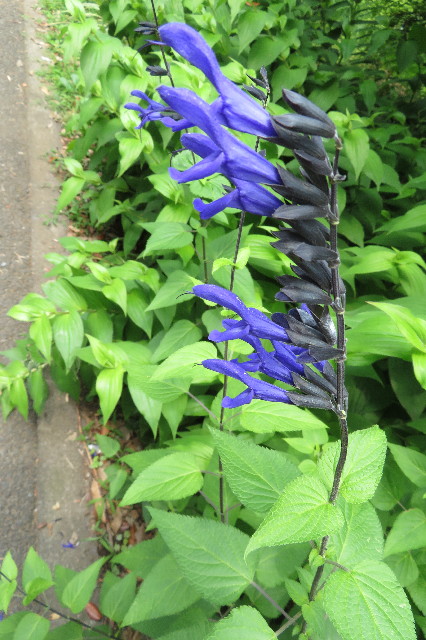 ファイル 6317-3.jpg