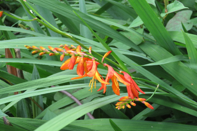 ファイル 6317-5.jpg