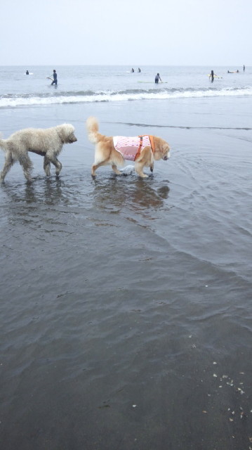 ファイル 6318-4.jpg