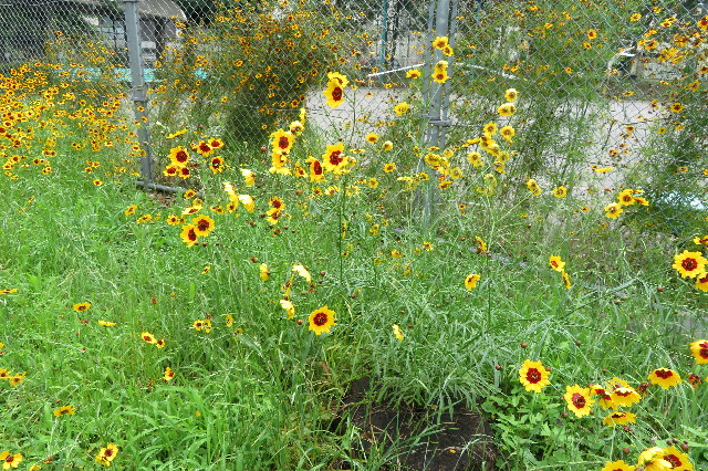 ファイル 6319-1.jpg