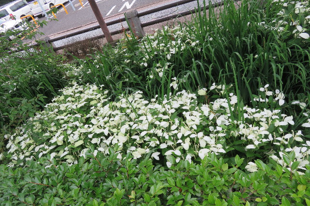 ファイル 6321-1.jpg