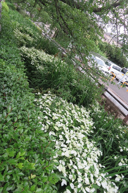 ファイル 6321-3.jpg