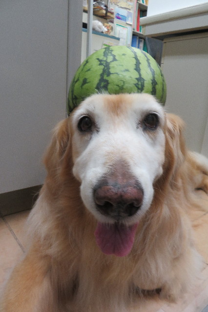 ファイル 6321-4.jpg