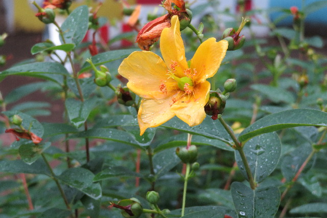 ファイル 6321-5.jpg