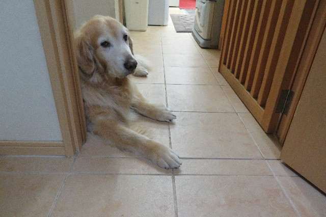 ファイル 6322-1.jpg