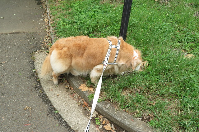 ファイル 6322-5.jpg