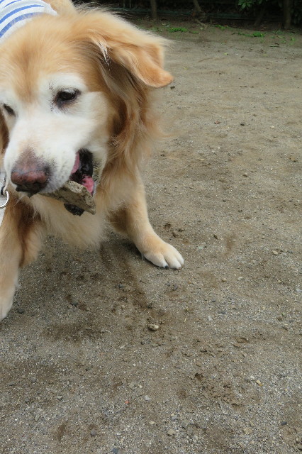 ファイル 6323-1.jpg