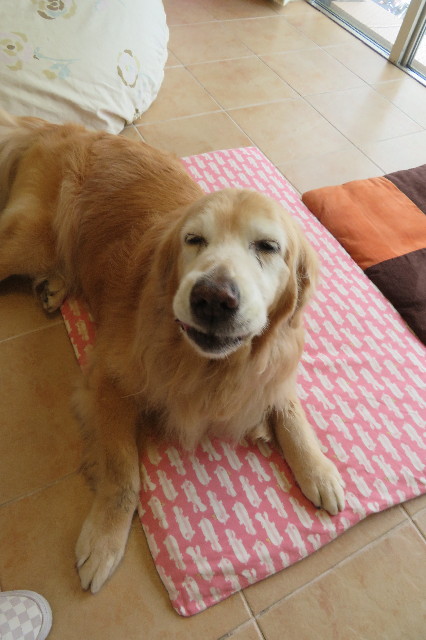 ファイル 6323-3.jpg