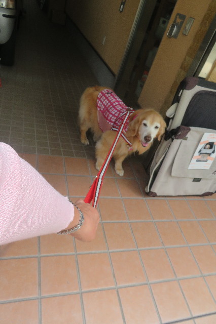 ファイル 6329-1.jpg