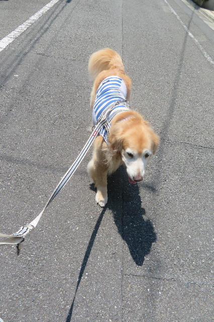 ファイル 6330-1.jpg