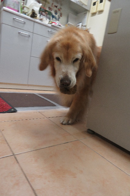 ファイル 6331-4.jpg