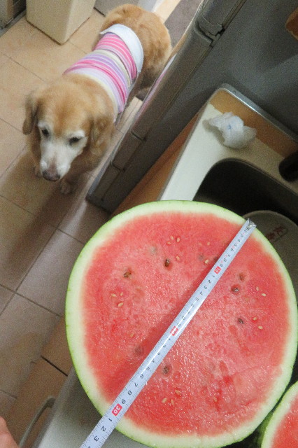 ファイル 6335-2.jpg