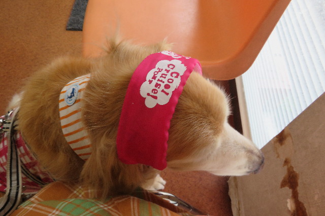 ファイル 6338-1.jpg