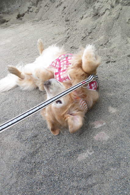 ファイル 6338-4.jpg