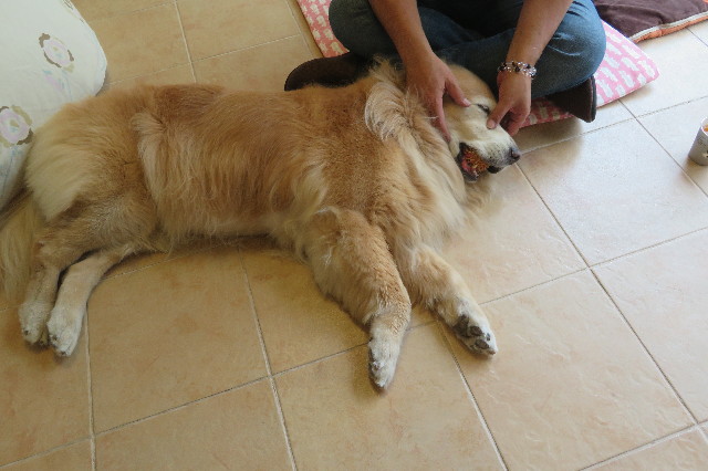 ファイル 6338-5.jpg