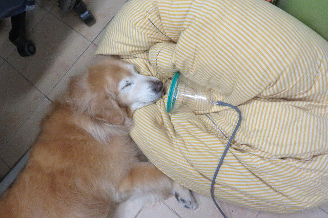 ファイル 6341-2.jpg