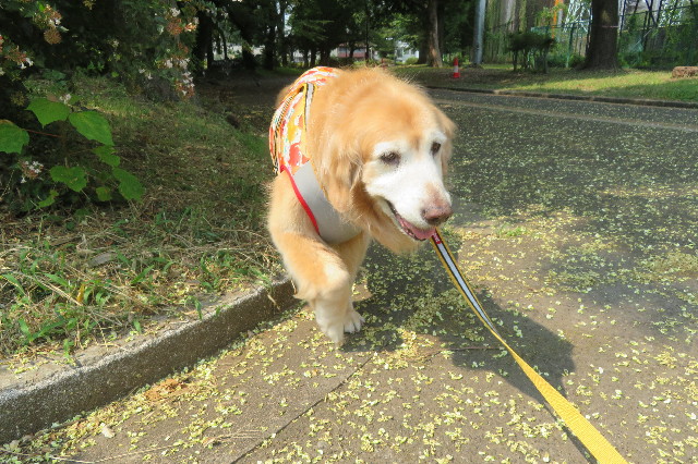 ファイル 6343-5.jpg