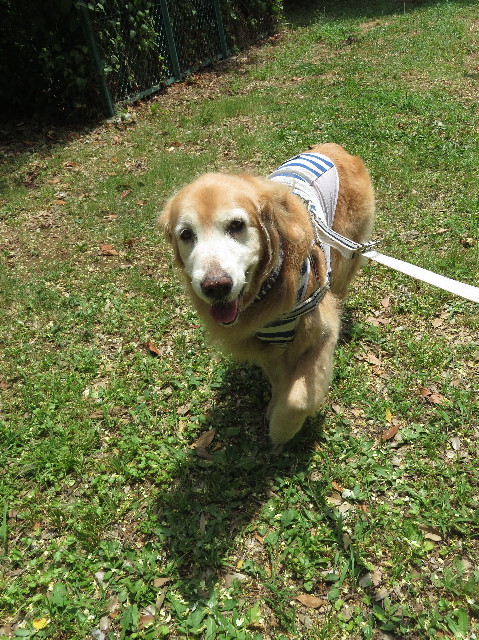 ファイル 6351-1.jpg