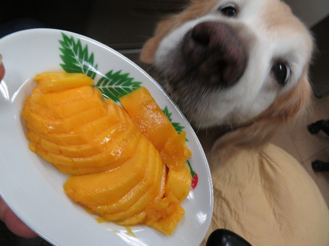 ファイル 6351-5.jpg