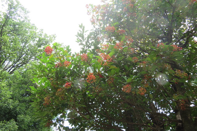 ファイル 6361-1.jpg