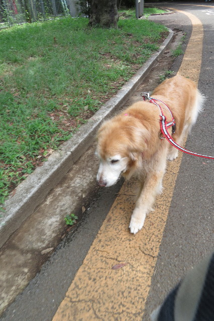 ファイル 6361-3.jpg