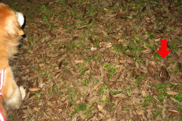 ファイル 6364-5.jpg