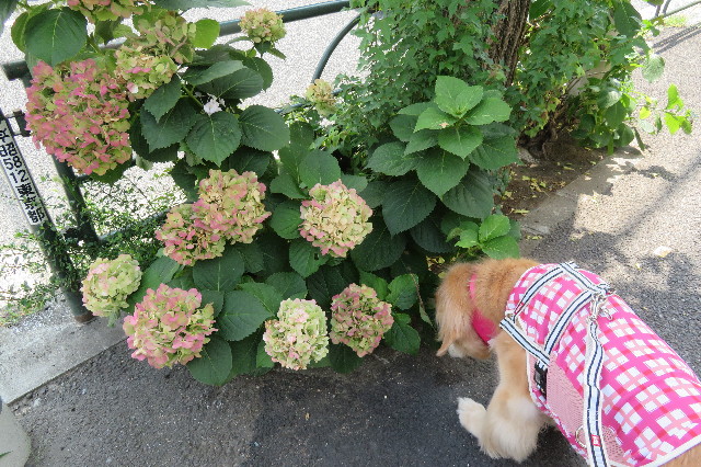 ファイル 6367-1.jpg