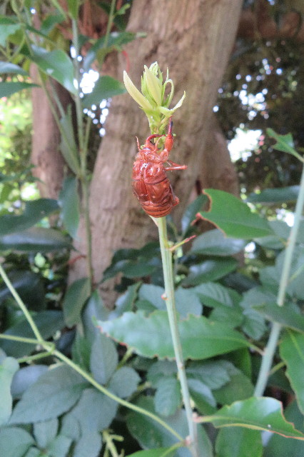 ファイル 6367-5.jpg