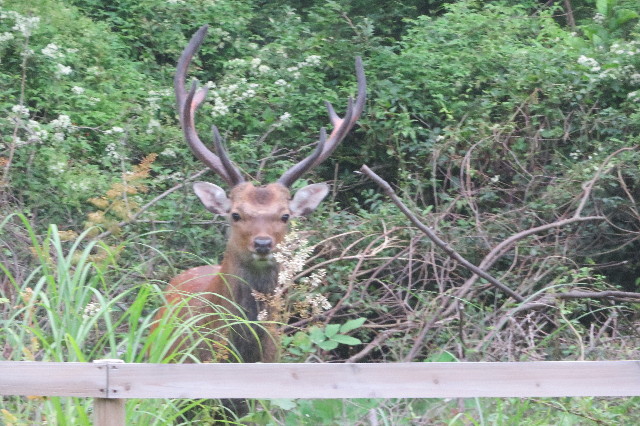 ファイル 6377-4.jpg