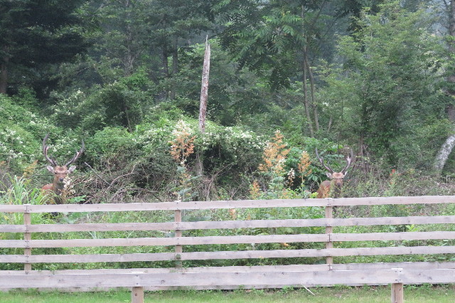 ファイル 6384-3.jpg