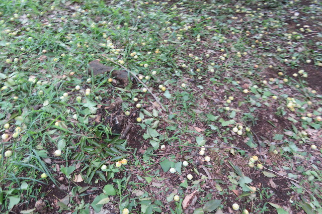 ファイル 6386-4.jpg