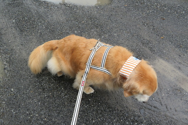 ファイル 6394-2.jpg