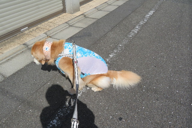 ファイル 6398-4.jpg