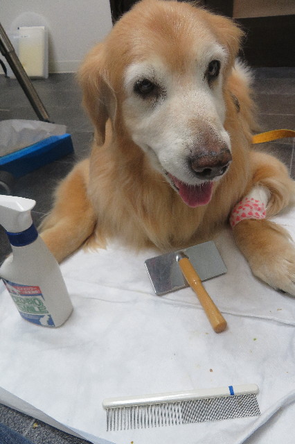 ファイル 6409-5.jpg