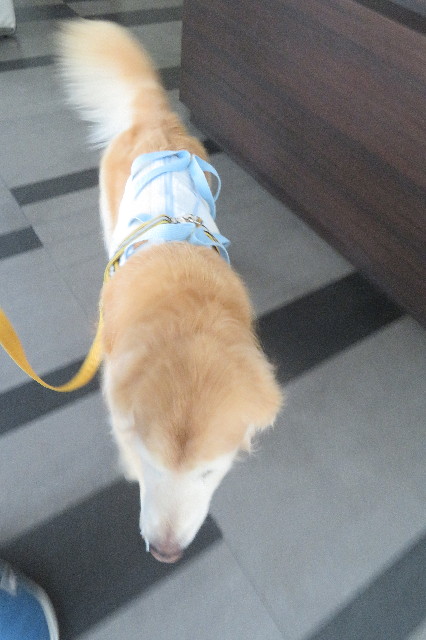 ファイル 6410-1.jpg