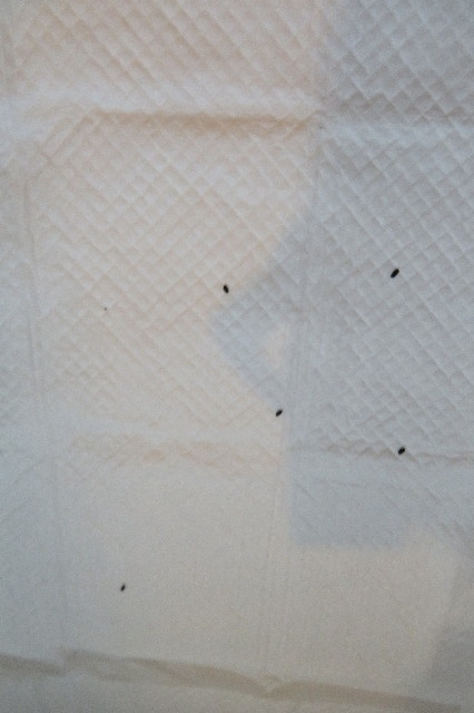 ファイル 6415-1.jpg